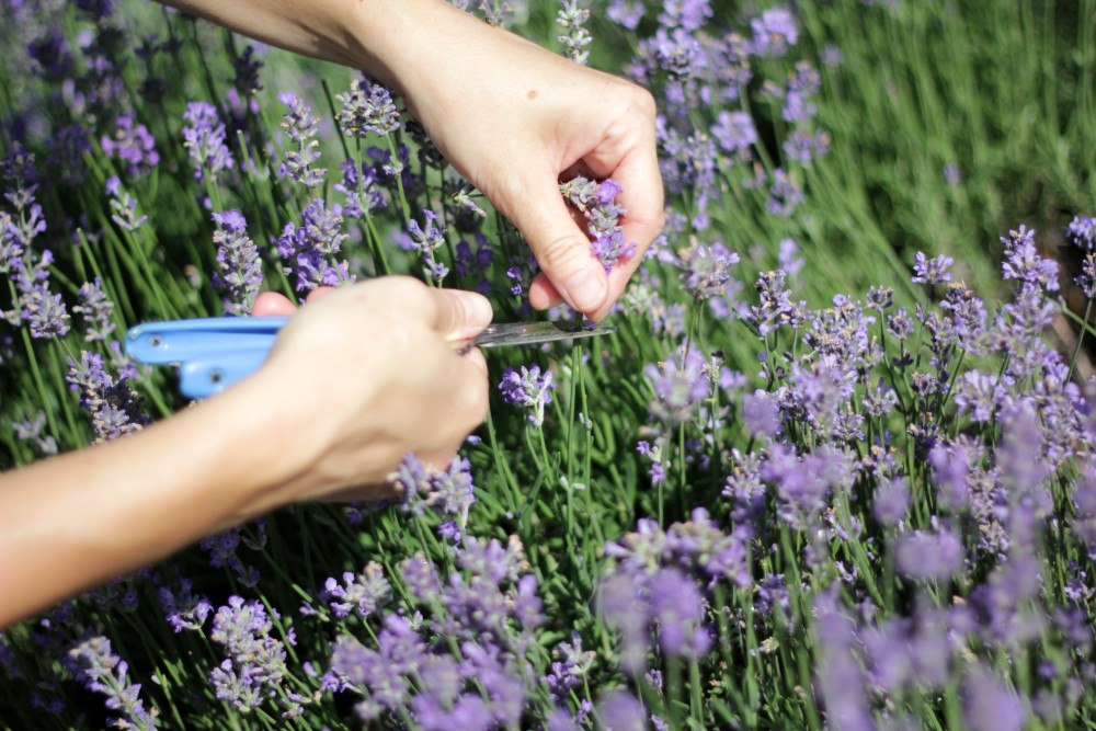 Make your own herbal garden